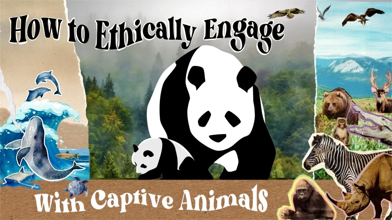 原创视频：熊猫 丫丫和圈养中的伙伴们